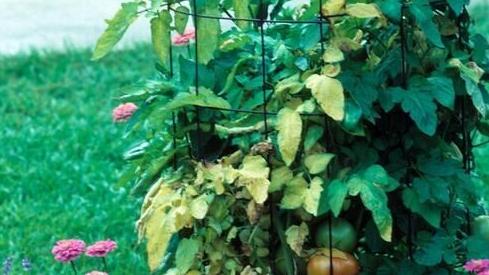 Sarah Browning: Pick the right plant to fight summer wilt